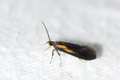 Mathildana newmanella