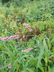 Persicaria maculosa