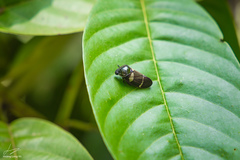 Ectemnonotum bivittatum