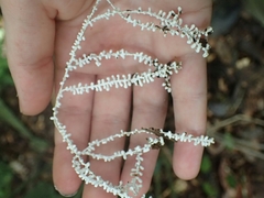 Brunneocorticium corynecarpon