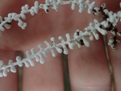 Brunneocorticium corynecarpon
