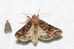 Autographa mappa