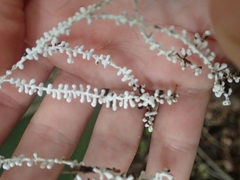 Brunneocorticium corynecarpon