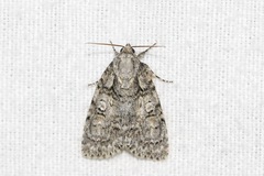 Acronicta increta