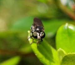 Cerotainia