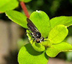 Cerotainia