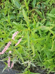 Persicaria maculosa