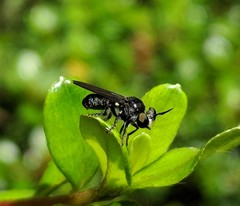 Cerotainia