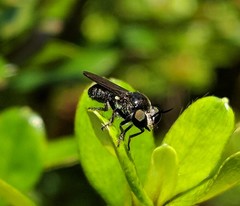 Cerotainia