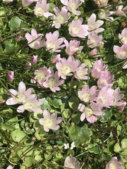 Lysimachia tenella