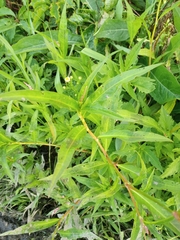 Persicaria maculosa