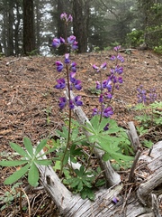 Lupinus arcticus