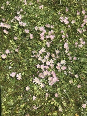 Lysimachia tenella