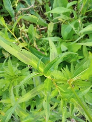 Persicaria maculosa