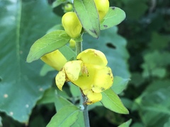 Aureolaria grandiflora
