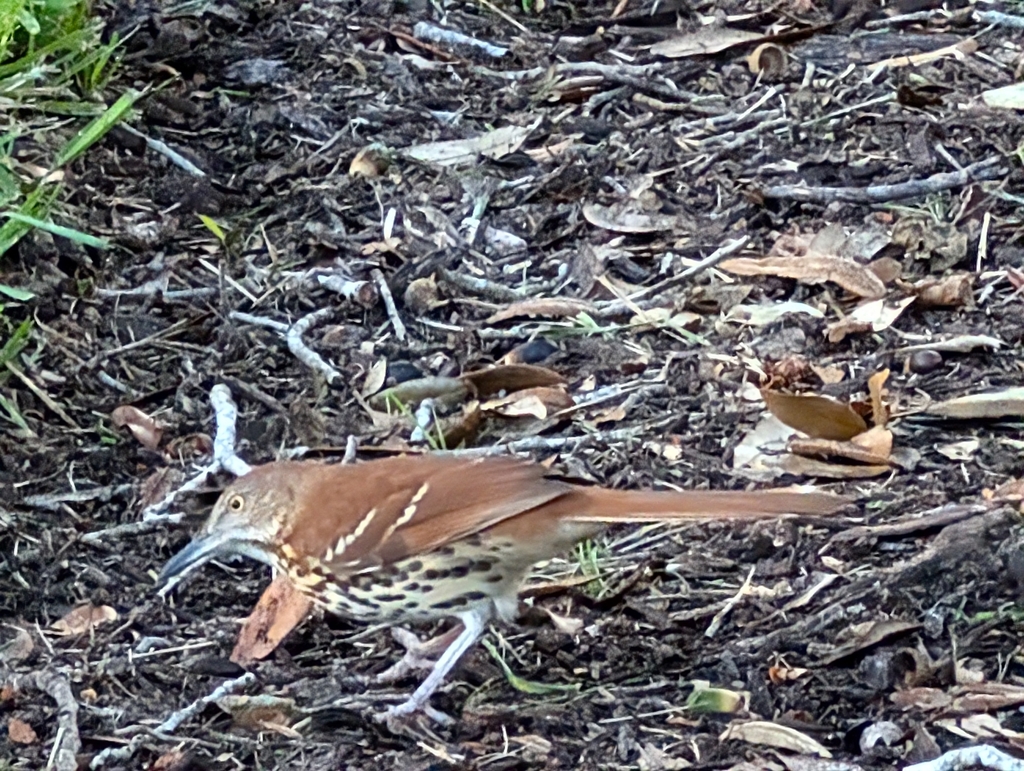 Eastern Brown Thrasher