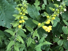 Aureolaria grandiflora