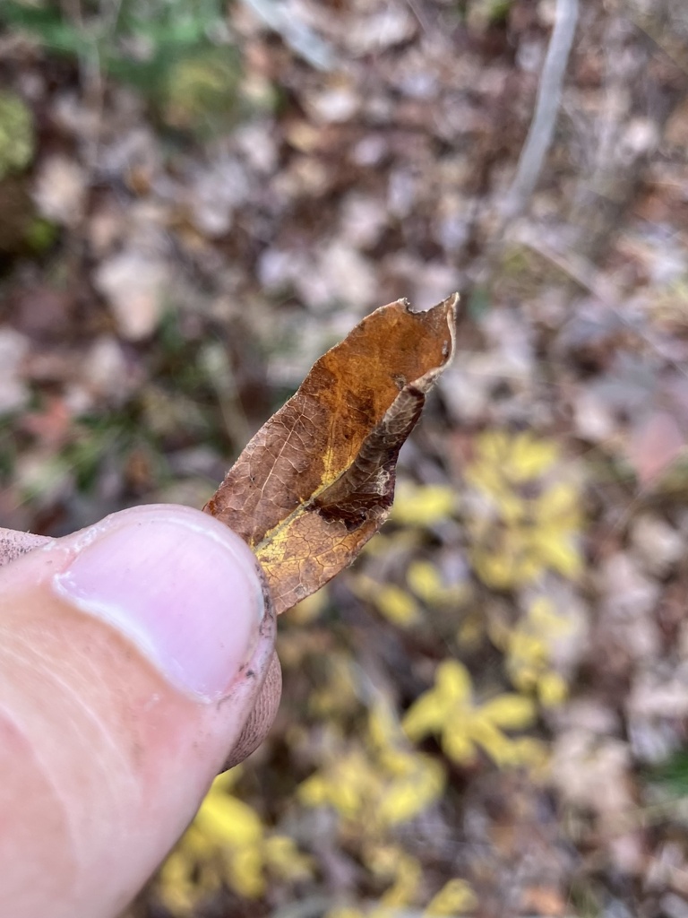 Phyllonorycter fragilella