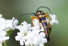 Strangalia attenuata