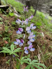 Lupinus arcticus