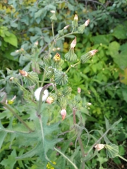 Sonchus oleraceus
