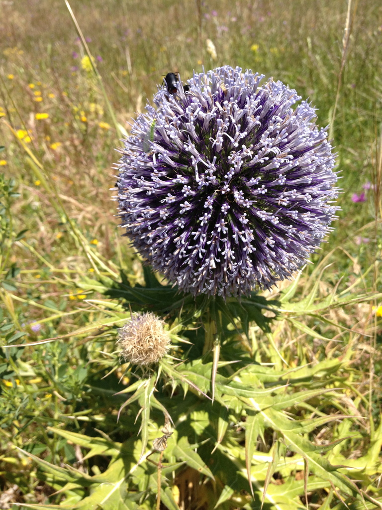 Echinops fontqueri