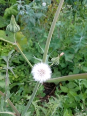 Sonchus oleraceus