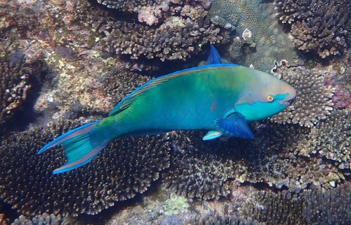 Scarus prasiognathos