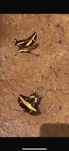 Thoas Swallowtail