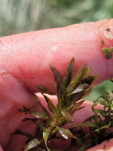 Image of Elodea nuttallii by (c) Sam Turner, some rights reserved (CC BY)