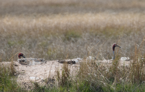 Sarus Crane (Antigone antigone), photo 8