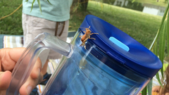 Camptonotus carolinensis