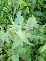Sonchus oleraceus