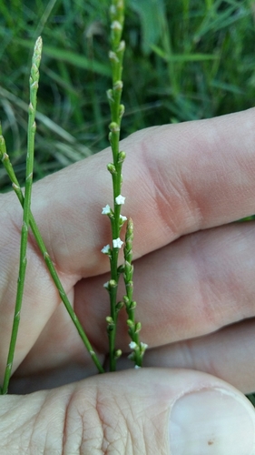 Image of Rush Rootthug by (c) Karen Eichholz, some rights reserved (CC BY)
