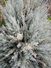 Artemisia austriaca