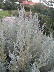 Artemisia austriaca