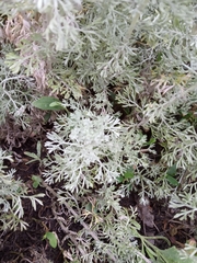 Artemisia austriaca