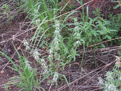 Monarda citriodora austromontana