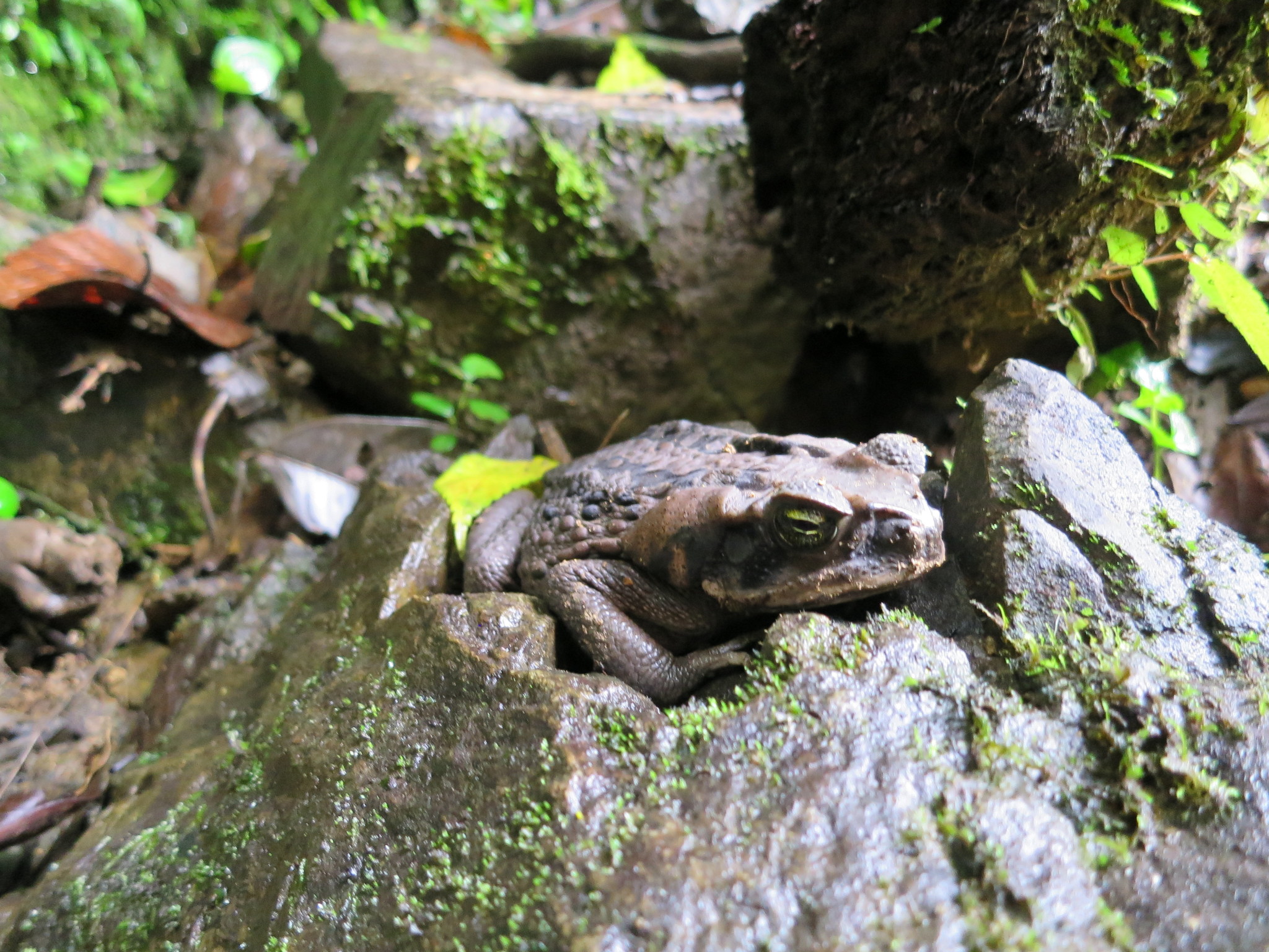 Rhinella horribilis image