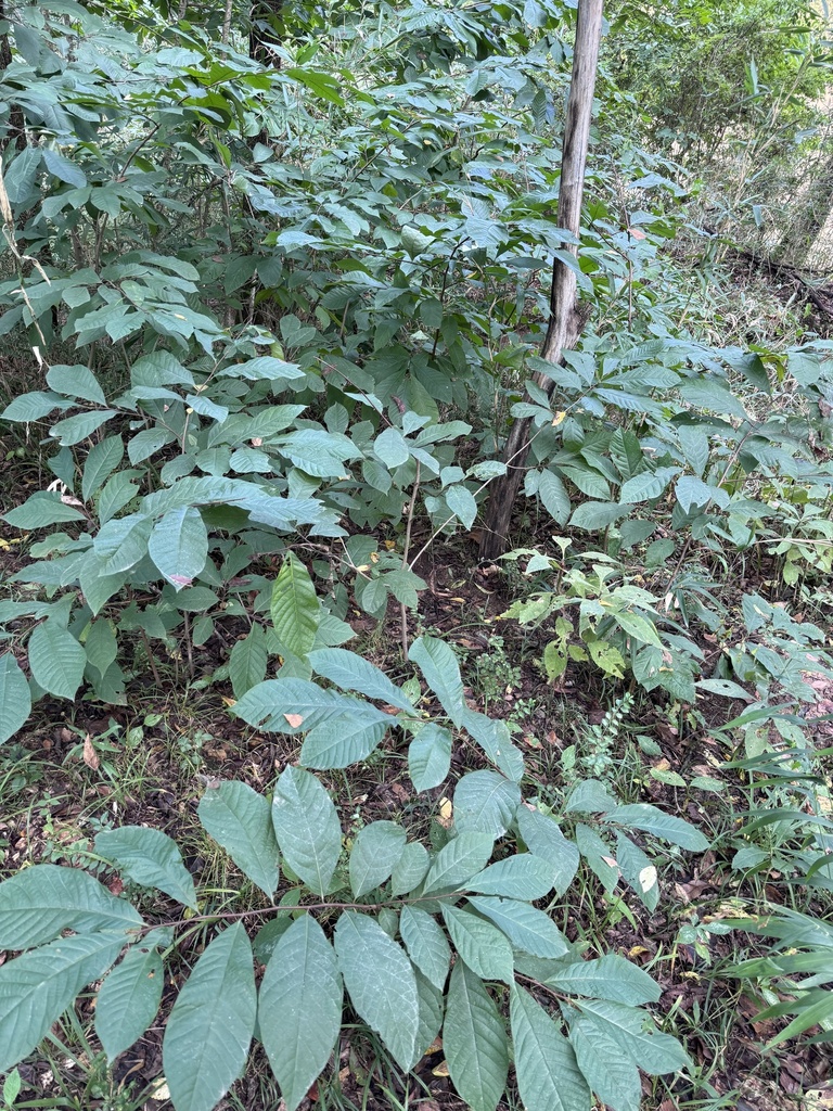 common pawpaw from Eagletown, OK, US on September 24, 2023 at 01:32 PM ...
