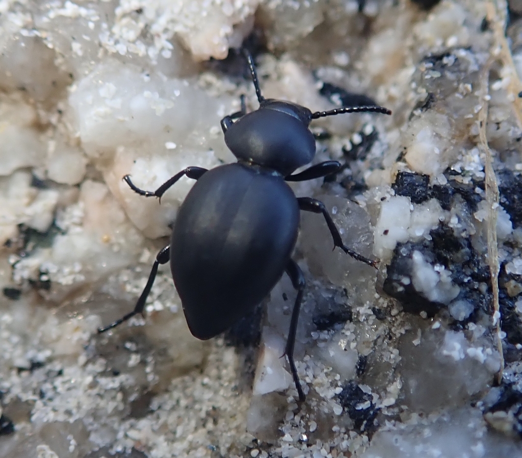 Pachychila servillei