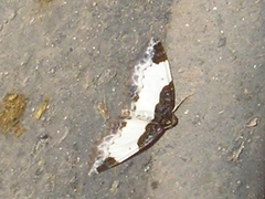 Mesoleuca albicillata