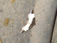 Mesoleuca albicillata