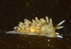 Diaphoreolis flavovulta