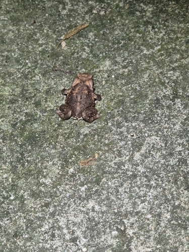 Asiatic Toad