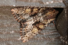 Apamea amputatrix