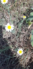 Anacyclus