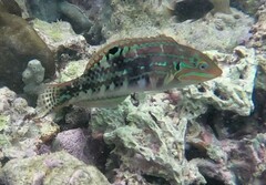 Kwa-Zulu Natal Wrasse photo 3