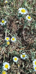 Anacyclus