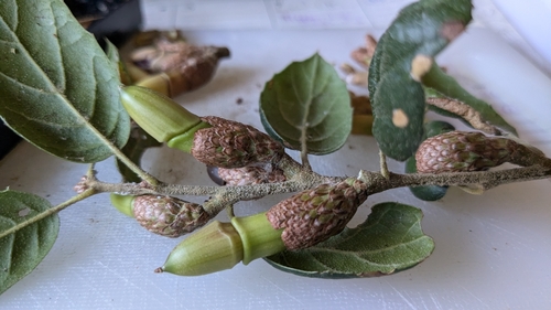 Coast Live Oak fruiting